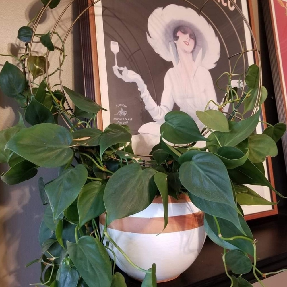 Meet your Posher, Roxanne